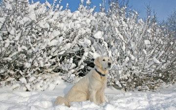 Картинка животные собаки зима снег собака