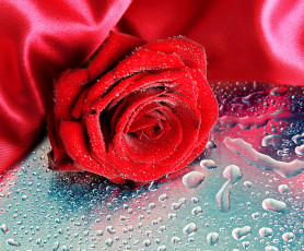 Картинка цветы розы алый шелк капли