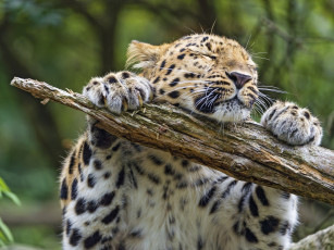 Картинка животные леопарды кошка игра бревно лапы морда