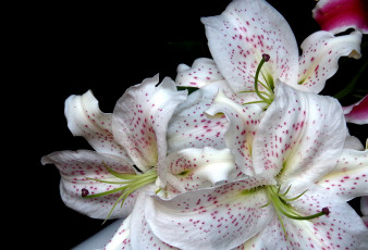 Картинка цветы лилии +лилейники макро