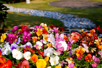 Картинка цветы анютины+глазки+ садовые+фиалки многоцветье