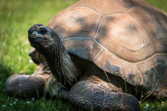 Картинка животные Черепахи трава черепаха