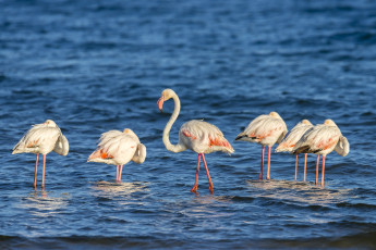 Картинка животные фламинго шея