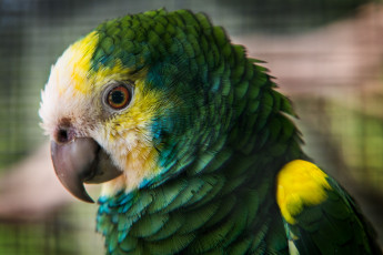 Картинка животные попугаи зеленый птица попугай
