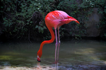 обоя животные, фламинго, розовый