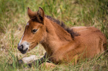 Картинка животные лошади лежит трава детеныш жеребенок отдых