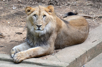 Картинка животные львы грива лев вольер