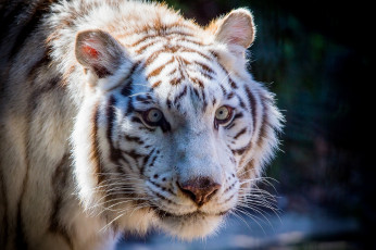 Картинка животные тигры морда кошка
