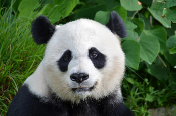 Картинка животные панды медвежонок панда