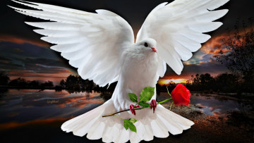 Картинка праздничные день+святого+валентина +сердечки +любовь голубь