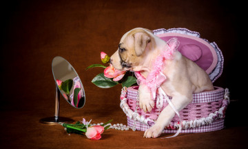 Картинка животные собаки собака зеркало тюльпаны коробка