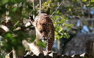 Картинка животные Ягуары листва внимание кошка морда