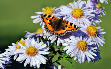 Картинка животные бабочки цветки бабочка