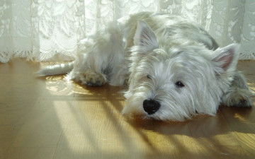 Картинка животные собаки терьер собака белая пол отдых шторы свет