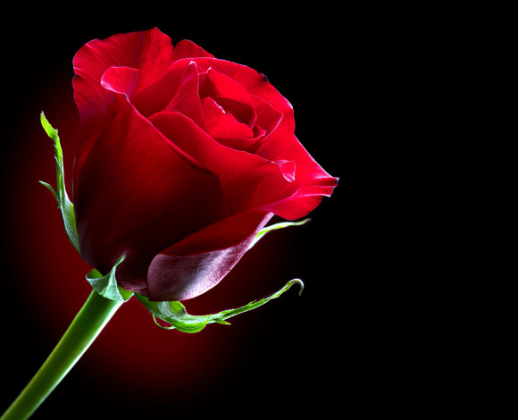 Обои картинки фото цветы, розы, одиночка, красный