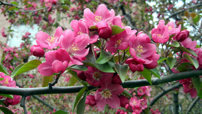 Обои картинки фото цветы, цветущие деревья ,  кустарники, весна, ветка