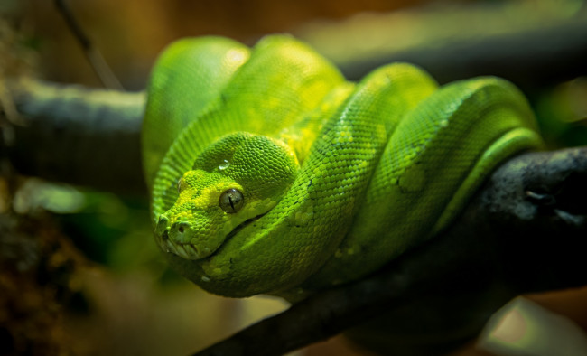 Обои картинки фото зеленый древесный питон, животные, змеи,  питоны,  кобры, питон, ветка, зеленый