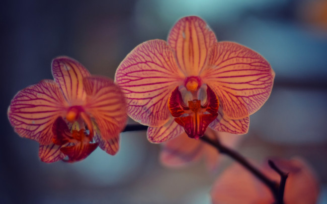 Обои картинки фото цветы, орхидеи, экзотика, орхидея, макро