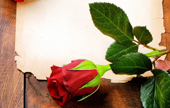 Обои картинки фото цветы, розы, красный, одиночка