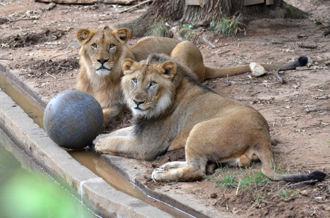 Обои картинки фото животные, львы, бассейн