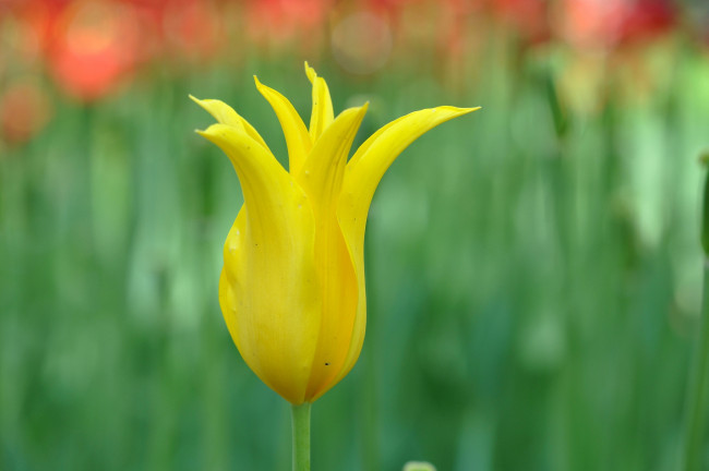 Обои картинки фото цветы, тюльпаны, желтый, тюльпан