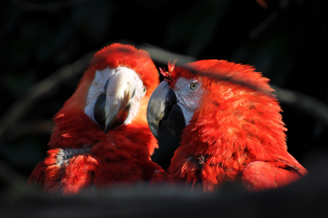 Обои картинки фото животные, попугаи, красные, птицы