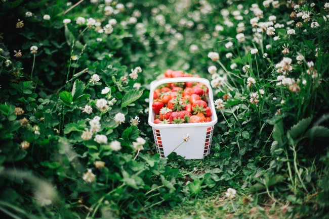 Обои картинки фото еда, клубника,  земляника, трава, цветы, лукошко