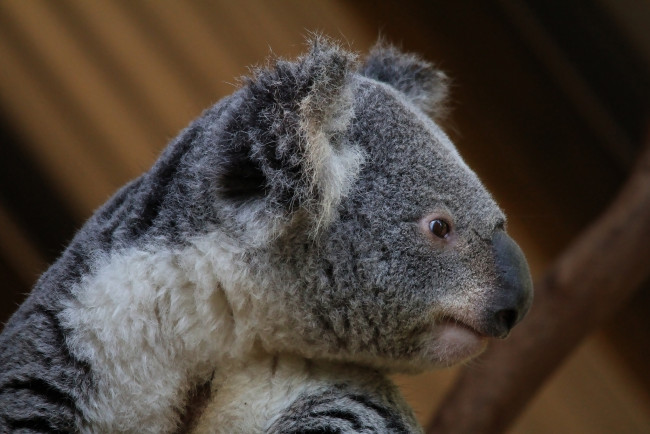 Обои картинки фото животные, коалы, мордашка, коала