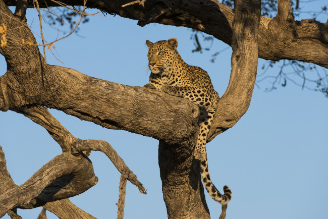 Обои картинки фото животные, леопарды, кошка, дерево