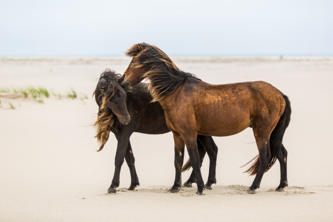 Обои картинки фото животные, лошади, ветер, грива, дружба, ласка, пара, кони, песок