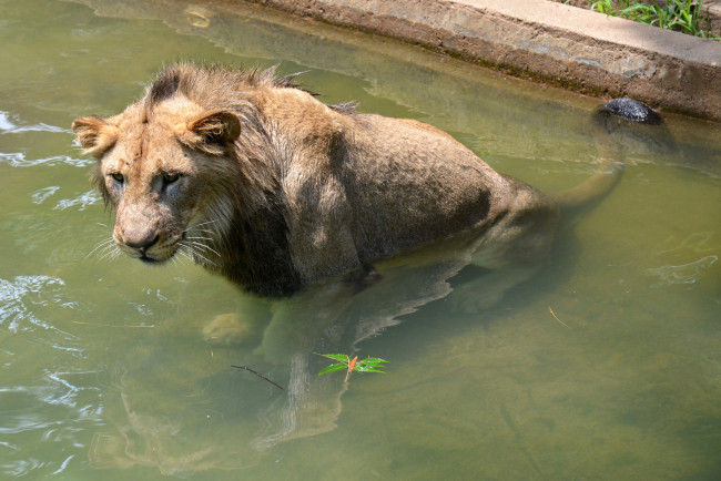 Обои картинки фото животные, львы, лев, бассейн