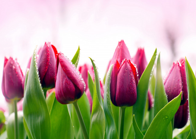 Обои картинки фото цветы, тюльпаны, бутоны, капли