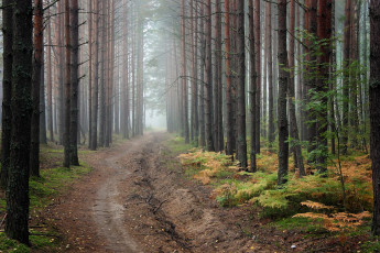 Картинка природа дороги лес