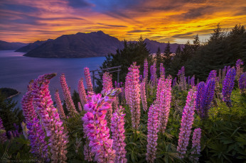Картинка природа пейзажи закат озеро горы панорама цветы