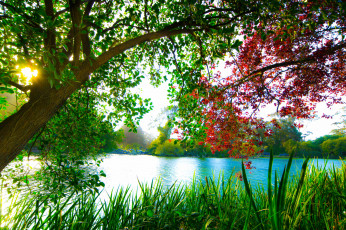 Картинка природа реки озера ветки дерево озеро свет