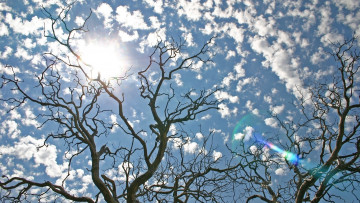 Картинка природа деревья ветки дерево небо блики облака