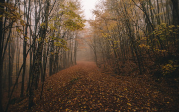 Картинка природа дороги fog chasingfog forest fall