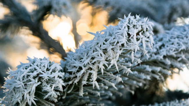 Обои картинки фото природа, макро, зима, иней, лёд