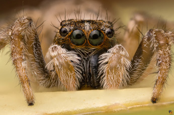 Картинка животные пауки паук макро