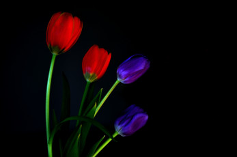 Картинка цветы тюльпаны лепестки стебель фон макро