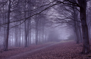 Картинка природа дороги туман лес