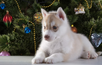Картинка животные собаки хаски щенок порода елка новый год