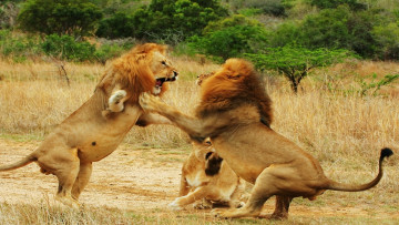 Картинка животные львы драка саванна