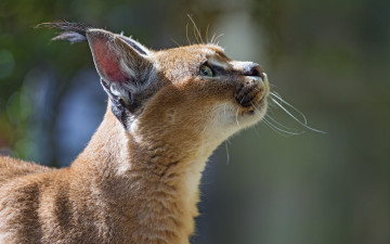 Картинка ©tambako+the+jaguar животные рыси морда кошка профиль степная рысь каракал