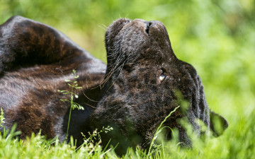Картинка ©tambako+the+jaguar животные Ягуары трава морда солнце профиль кошка черный ягуар