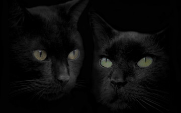 Картинка животные коты зеркало отражение голова черный кот кошка