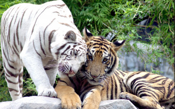 Картинка животные тигры рыжий камни деревья ласка белый хищники