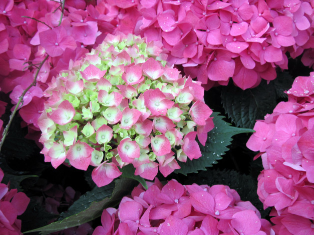 Обои картинки фото цветы, гортензия, розовый