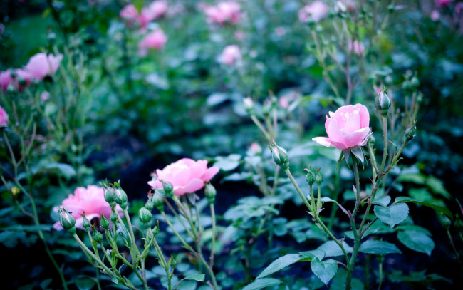 Обои картинки фото цветы, розы, розовые, кусты, бутоны