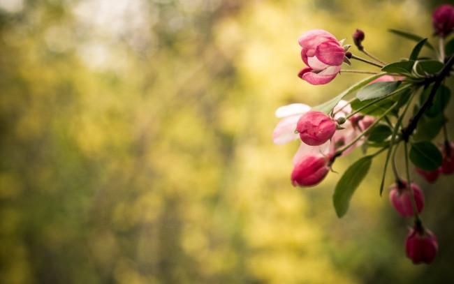 Обои картинки фото цветы, сакура,  вишня, цветение, весна, ветки, листья